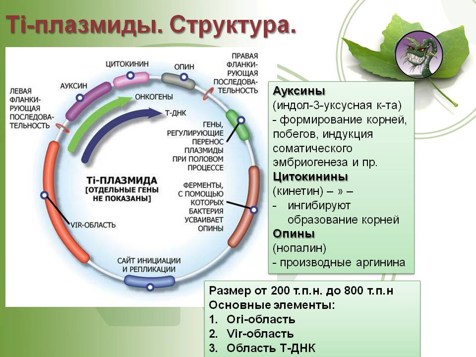 Кракен даркшоп